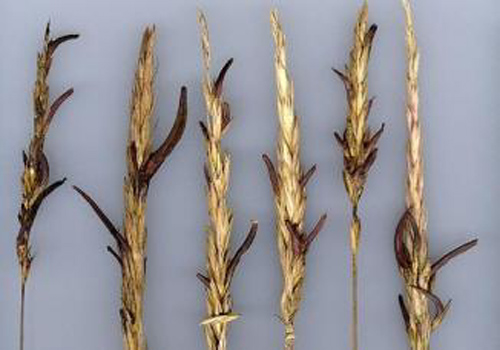 LSD_Production_Ergot_Infested_Rye.jpg