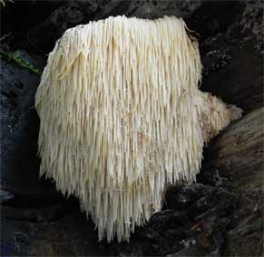 lions-mane-mushroom.jpg