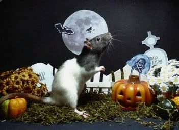 halloweenrat2.jpg
