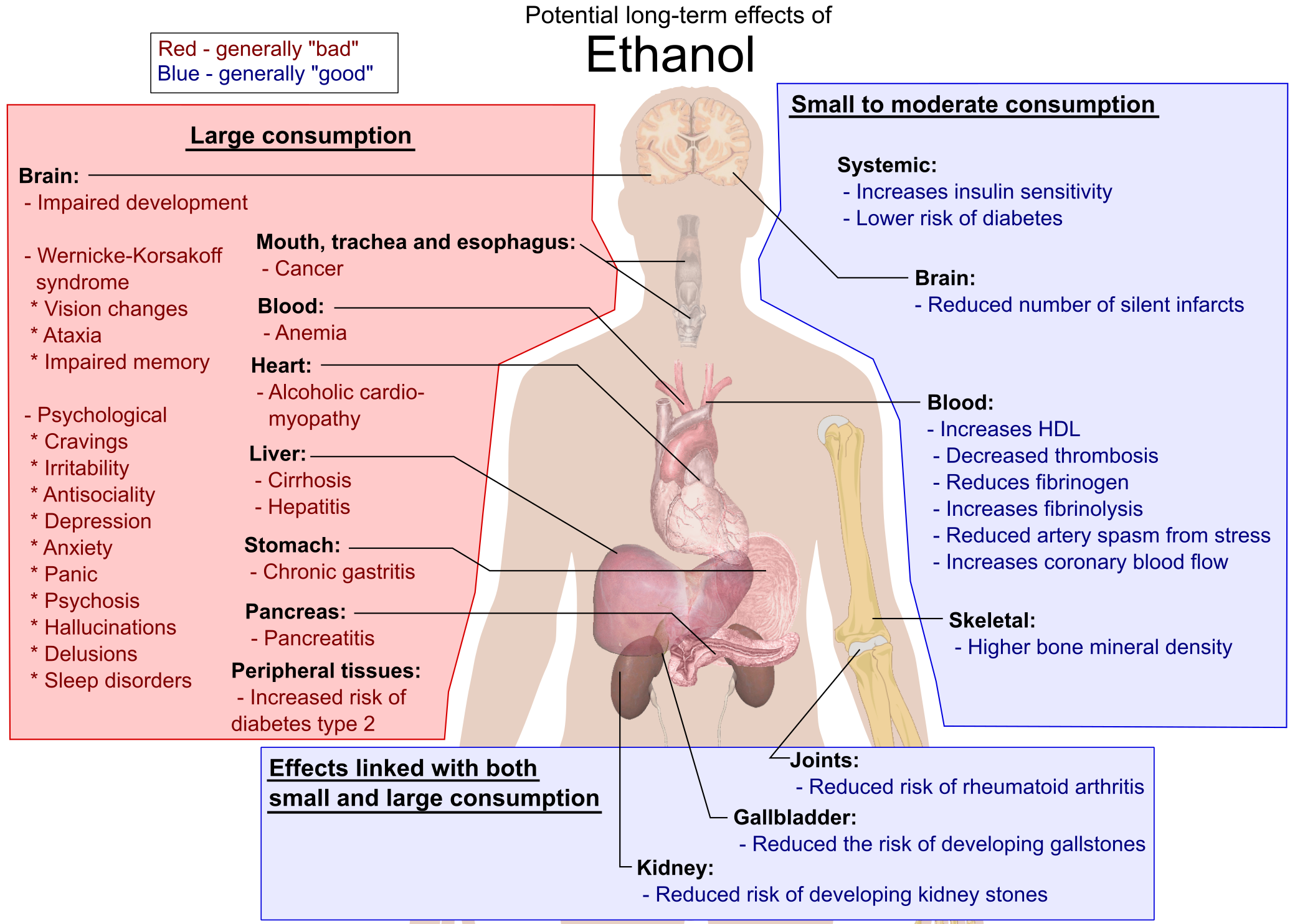 Possible_long-term_effects_of_ethanol.png