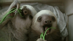 tumblr_mba9yuIE3I1r3gb3zo3_250.gif