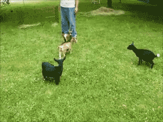 83290899.gif
