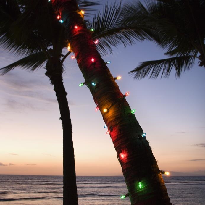 Palm-tree-with-Christmas-Lights.jpg