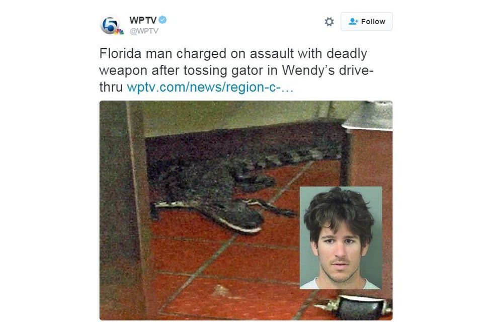 _88181722_alligator.jpg