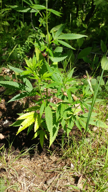 20170711_143213.jpg