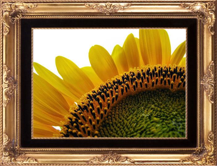 Sunflower.jpg