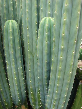 san-pedro-cactus.jpg