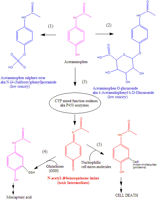 Acetaminophenmetabolism.gif