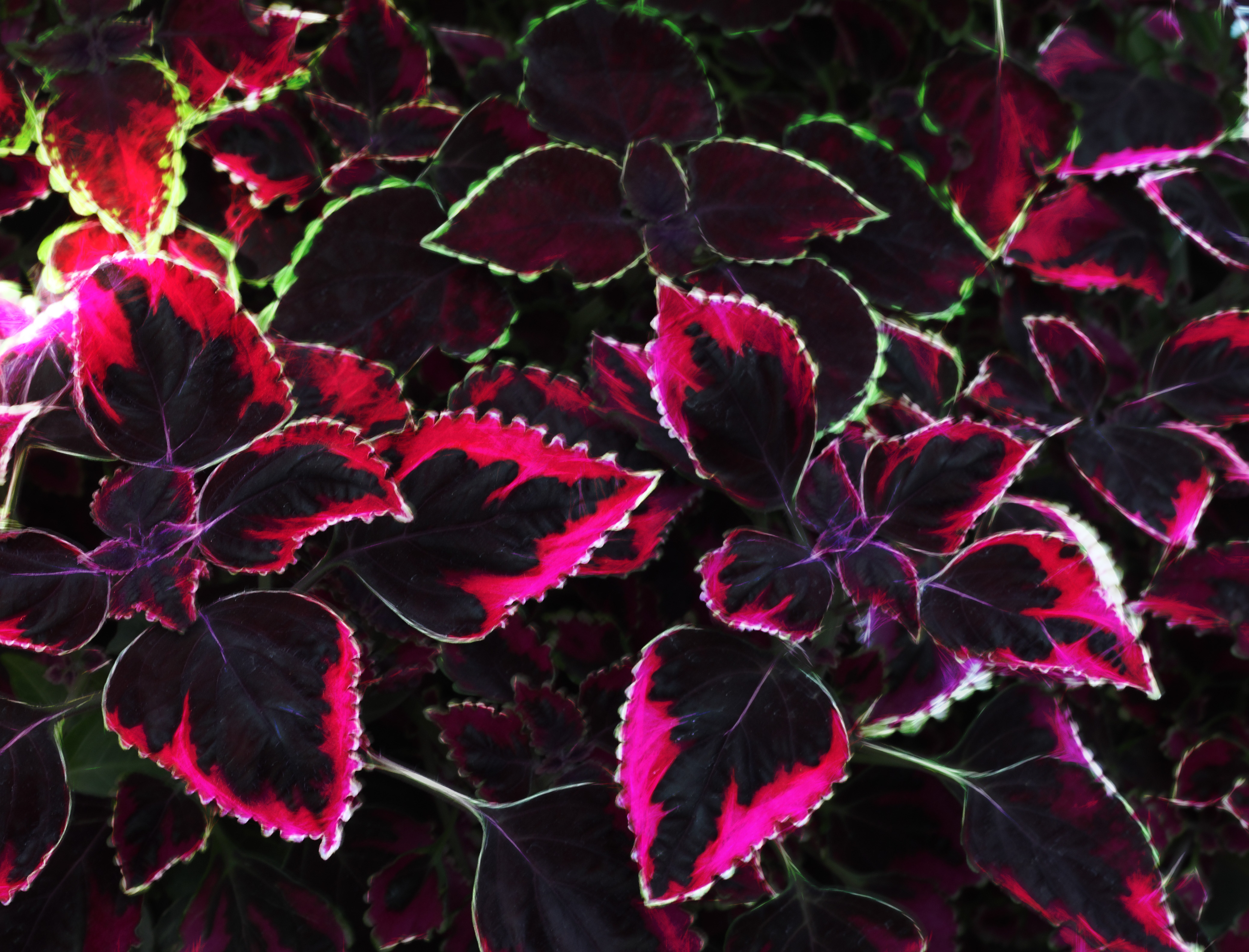 velvet-copy1.jpg