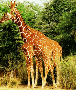 300px-Two_Giraffes.PNG