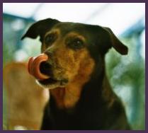 hungry-dog.jpg