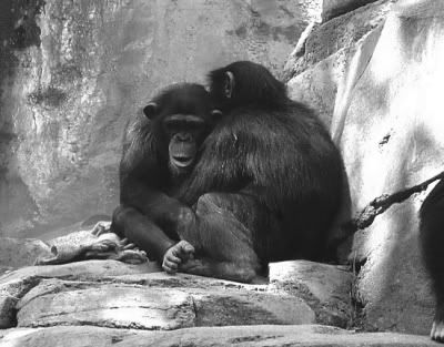chimpsforcontest-1.jpg