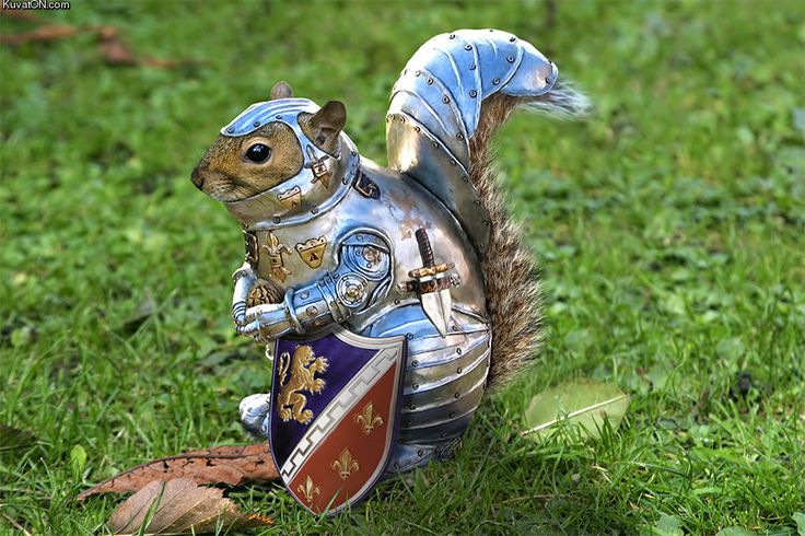 9c2ee5b41e82a9d3fb07bd113dd1723c--armours-squirrels.jpg