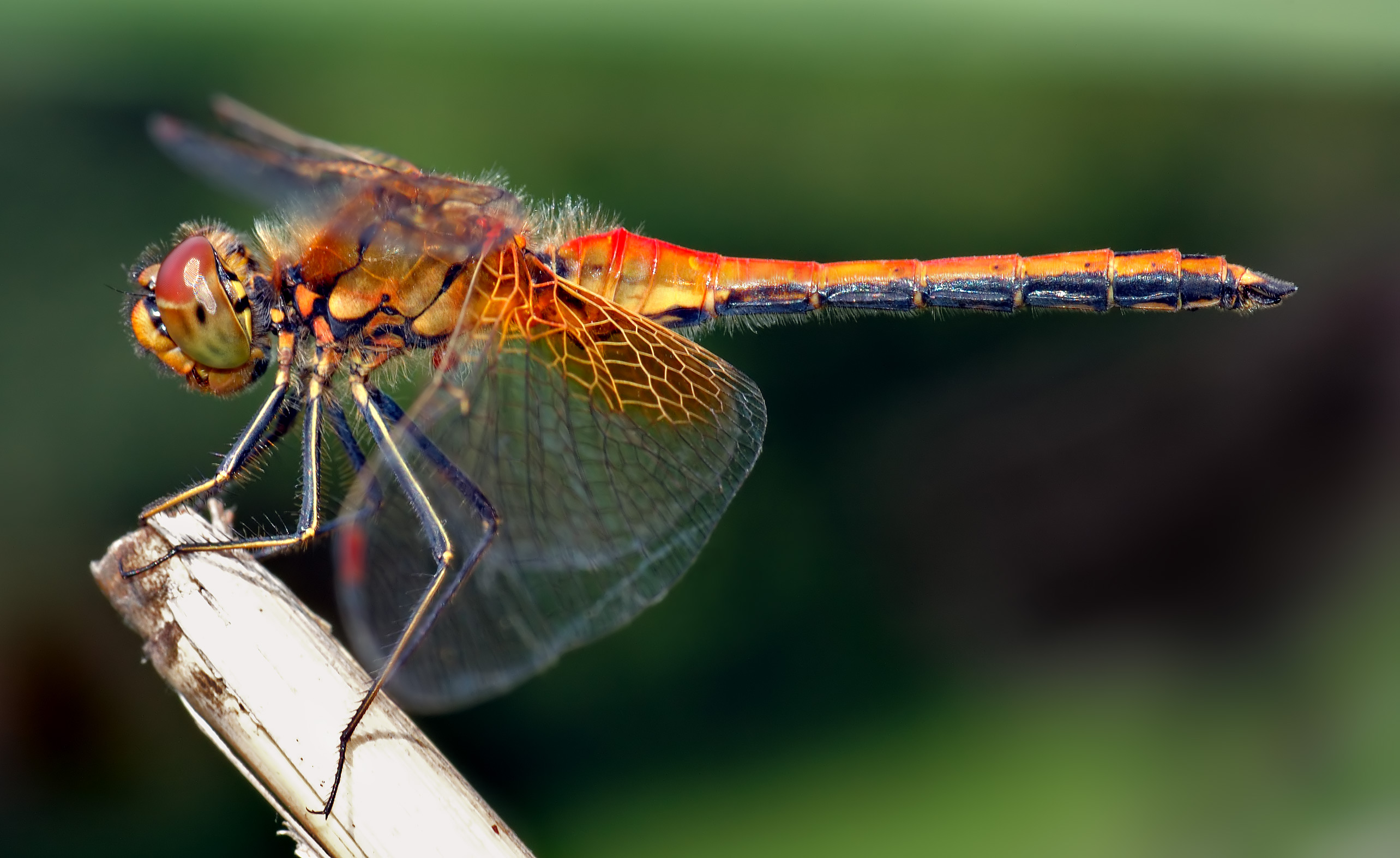 Sympetrum_flaveolum_-_side_(aka).jpg