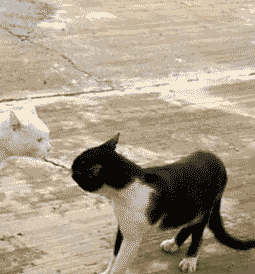 BVfOD.gif