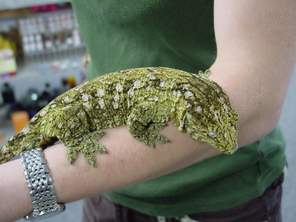 rleachianus.jpg