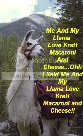 llama.jpg