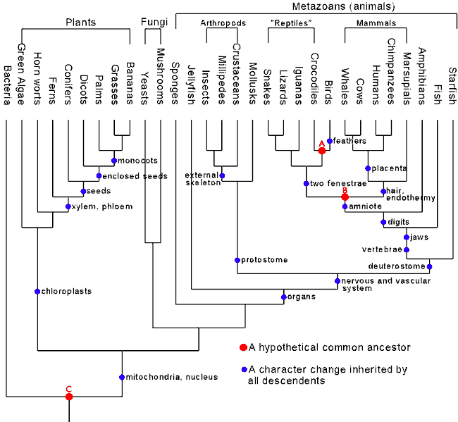 phylo.gif
