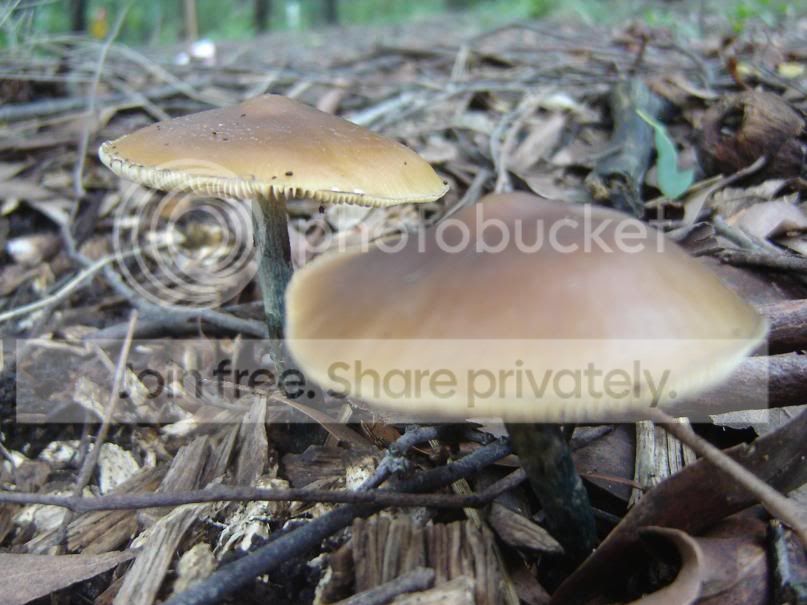 fungi17.jpg