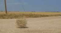 tumbleweed200.jpg