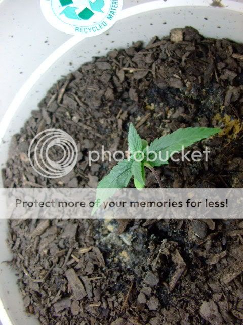 weed011.jpg