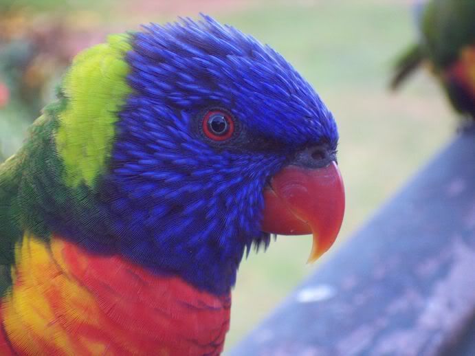 rainbowlorikeet.jpg