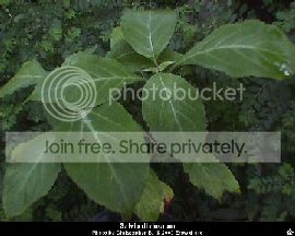 salvia2.bmp