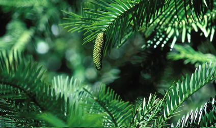 woolemipine1.jpg