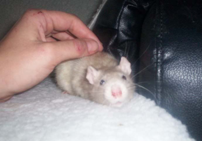 Nubby2.jpg