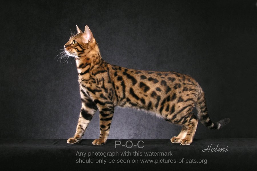 bengal-cat-MOMO.jpg