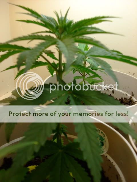 weed037.jpg