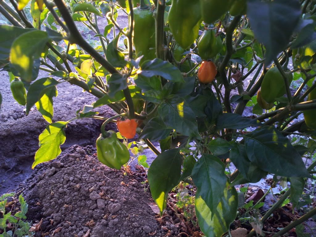 20120806_195353.jpg