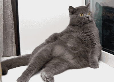 tumblr_n0wxtuA8MK1rkk59qo1_400.gif
