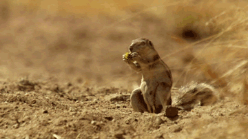 tumblr_mih74ztXZv1r868elo1_400.gif