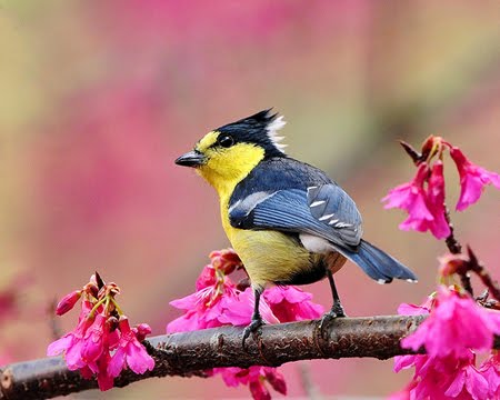 Yellow+Tit+72.jpg