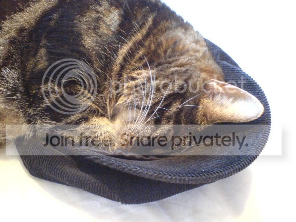 tabbyhat.jpg