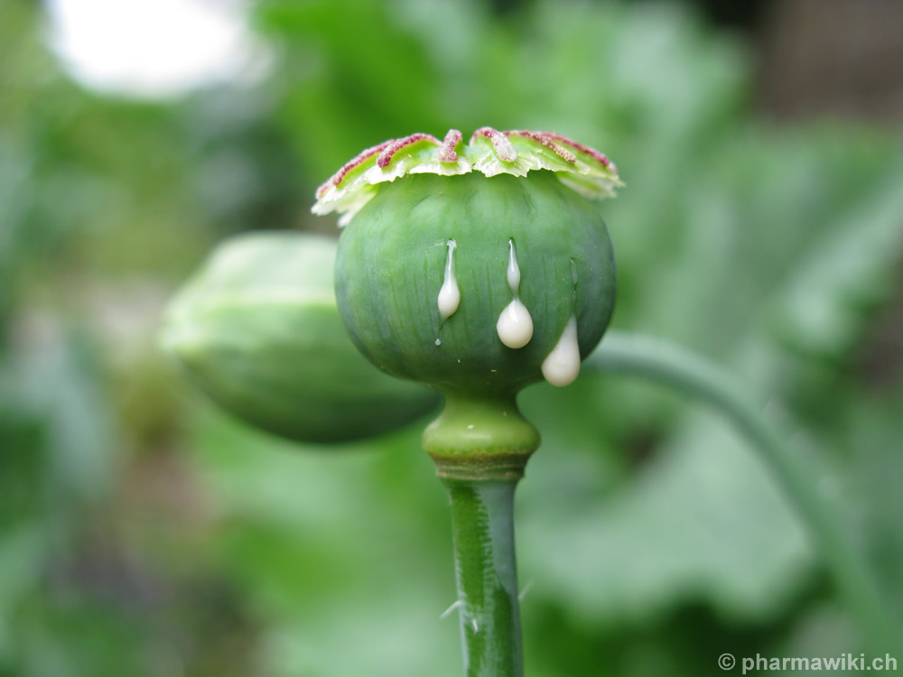 Schlafmohn_1.jpg