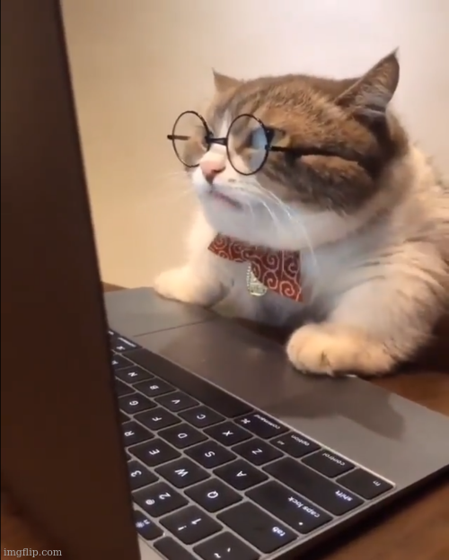 research-Cat.png