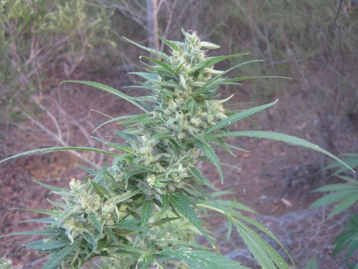 hazebudharvest.jpg