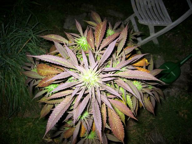 foto011.jpg
