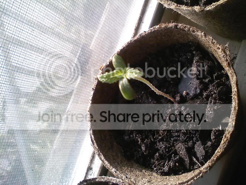 babysprout.jpg
