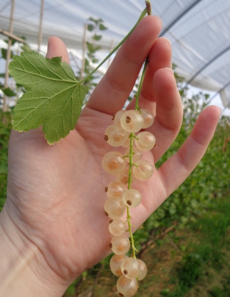 white-currants.jpg