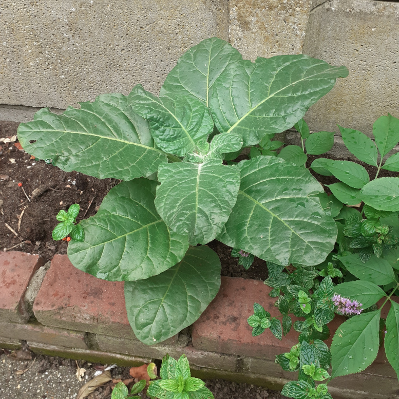 949818591-3oct25_nicotiana_rustica777.jpg