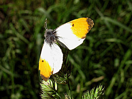 0902OrangeTipButterfly_1.jpg