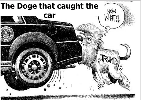 dog-car.png