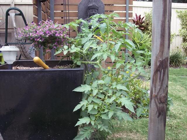 Spring10008.jpg