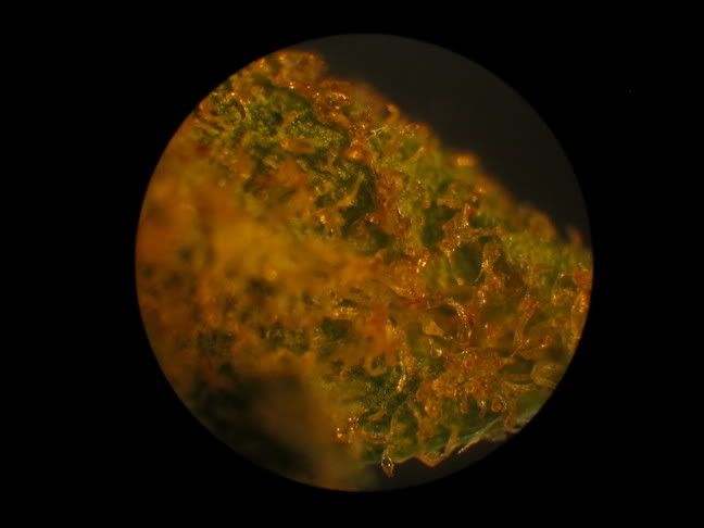 ob009.jpg