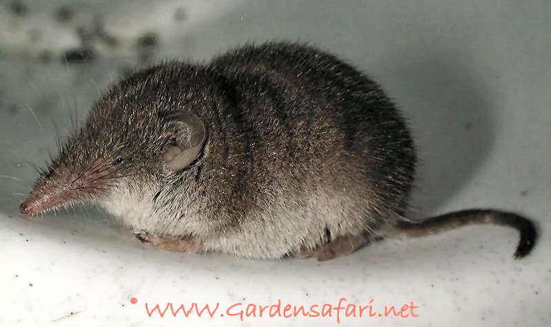 huisspitsmuis4.jpg