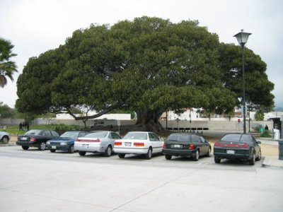 Moreton-BayFig-Tree.jpg