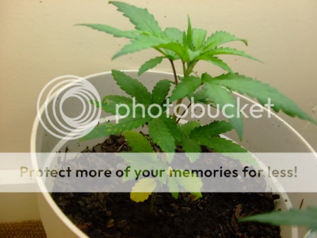 weed039.jpg